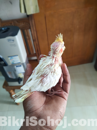 Cocataile hand feeding baby